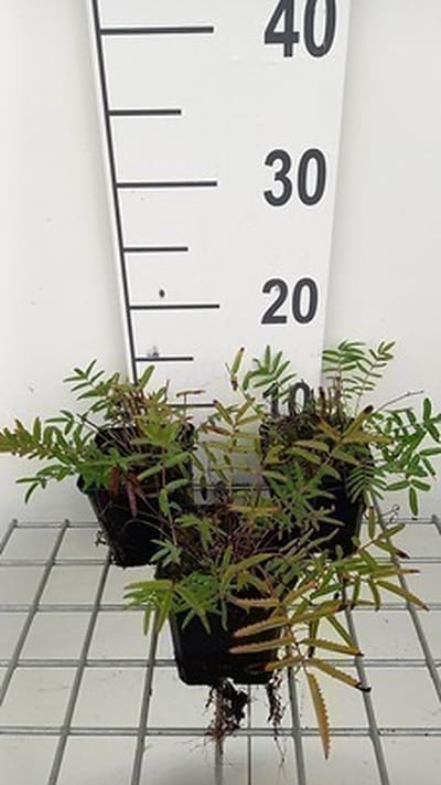 6x Sanguisorba - Sanguisorba tenuif. 'Purpurea' | 9x9 cm pot