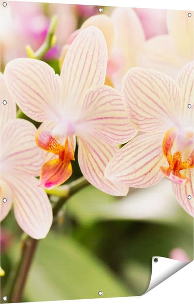 Gards Tuinposter Gestreepte Witte Orchidee Bloemen - 90x120 cm - Tuindoek - Tuindecoratie - Wanddecoratie buiten - Tuinschilderij