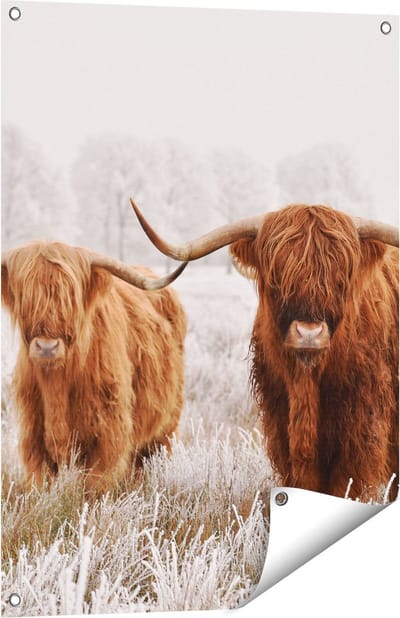 Gards Tuinposter Twee Schotse Hooglander Koeien in de Wei - 60x80 cm - Tuindoek - Tuindecoratie - Wanddecoratie buiten - Tuinschilderij