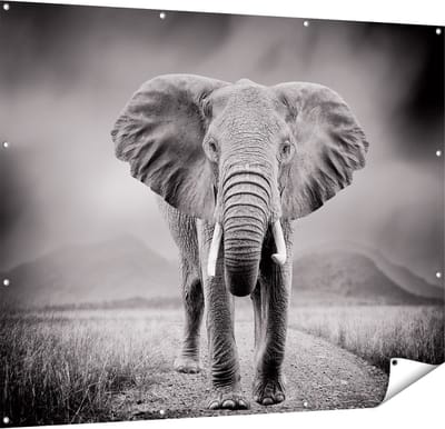 Gards Tuinposter Olifant - Zwart Wit - 150x120 cm - Tuindoek - Tuindecoratie - Wanddecoratie buiten - Tuinschilderij