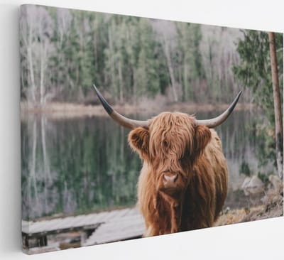 Saammp Canvas Schilderij - Schotse Hooglander Koe bij zonsopgang in herfstachtig bos - Dieren - Natuur - 30x20 - Foto op canvas - Wanddecoratie - muurdecoratie Woonkamer - Slaapkamer decoratie - Canvas Print