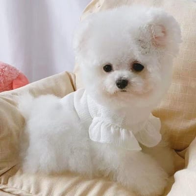 Vêtements pour Chien Chat Printemps Été Mignon Super Mignon Robe pour Animal de Compagnie Mince Gilet à Manches Volantes Ours en Peluche Petit Chien S blanc