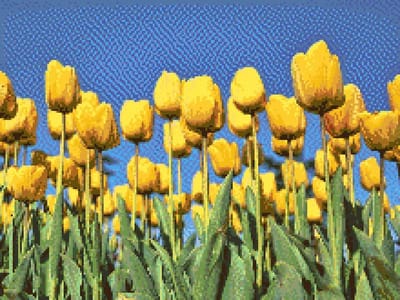 MyHobby Borduurpakket – Gele tulpenveld 40×30 cm - Aida borduurstof 5,5 kruisjes/cm (14 count) - Telpatroon - Borduurgaren - Borduurnaald - Handleiding - Voor Beginners & Gevorderden - Complete borduurset