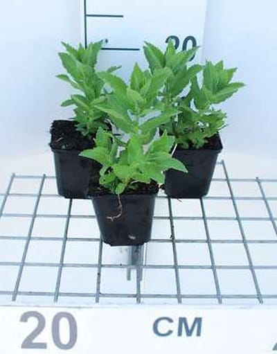 6x Klokje - Campanula lact. 'Prichard's Var.' | 9x9 cm pot