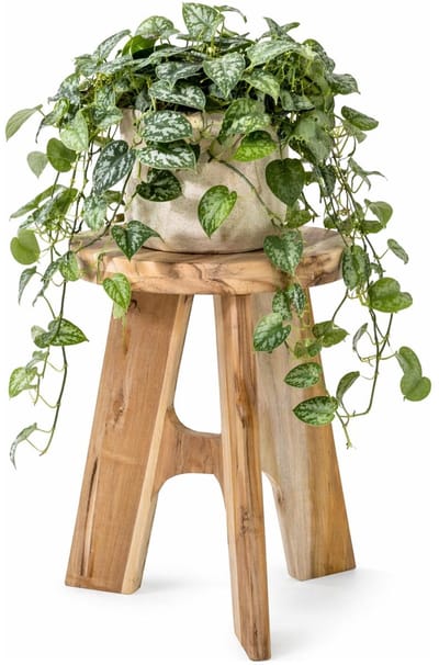 Home & Styling Plantverhoger / plantentafel - Decowood - lichtbruin - D30 x H40 cm - rond - luxe uitvoering