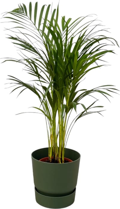 Plantenboetiek.nl | Areca palm inclusief elho Greenville Round groen - Ø19cm - 75-85cm hoog - Kamerplant - Complete set - Plant met pot