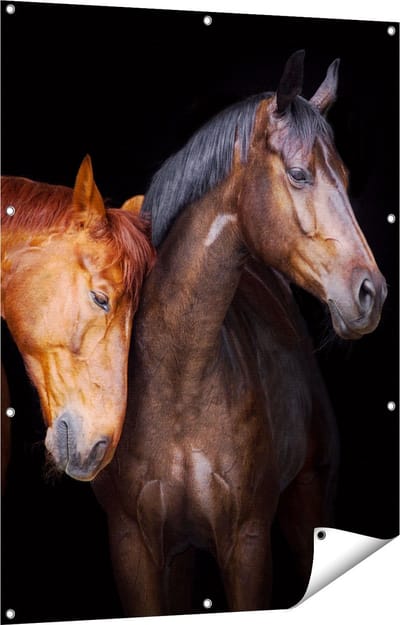 Gards Tuinposter Twee Bruine Paarden Koppel - Liefde - 90x120 cm - Tuindoek - Tuindecoratie - Wanddecoratie buiten - Tuinschilderij
