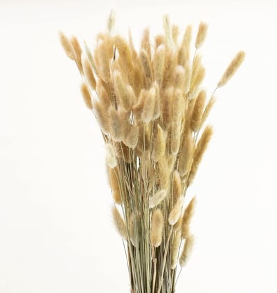 Decoratief Gedroogd Pluimgras voor Bloemstukken en Strandthema Decoratie