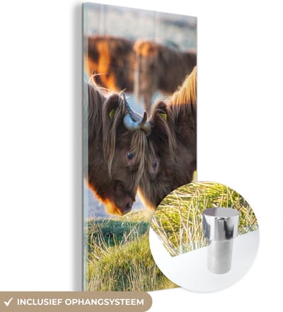 MuchoWow® Glasschilderij 20x40 cm - Schilderij acrylglas - Schotse Hooglanders - Dieren - Zon - Foto op glas - Schilderijen