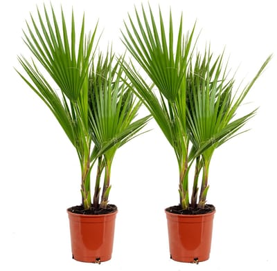 Bloomique - Set van 2 - Washingtonia Robusta - Mexicaanse Waaierpalm - Palmboom Winterhard - Tuinplanten - Hoogte 60-80 cm - Pot 17 cm