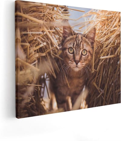 Artaza Canvas Schilderij Poes In Hooi - 50x40 cm - Wanddecoratie Katten - Muurdecoratie Dierenkop - Kamer Accessoires