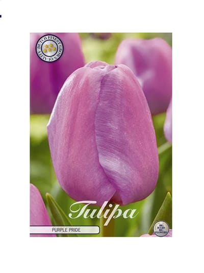 Dutch Finest Quality bloembollen Tulpen 10 stuks Tulp Darwin Hybride 7 stuks maat 12