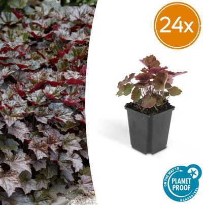 Tuinplantenshop.com | Heuchera mic. 'Palace Purple' | 24 stuks - Ø9cm - 10-25cm hoog - Tuinplant