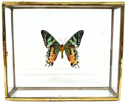 Regenboog Vlinder - Urania Ripheus in elegante glazen kistje met gouden rand