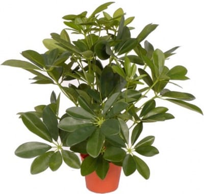 Kunstplant schefflera/baby struik - H55 cm - groene kunstplanten - kamerplanten
