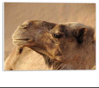 Forex - Kamelenkop - 40x30cm Foto op Forex