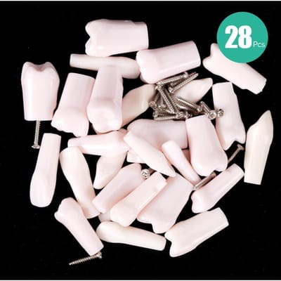 Modèle de Dents Typodont Dentaire Dents Individuelles Amovibles à Visser Dentier en Résine Dent d'Entraînement Pour Étudier Accessoires Pédagogiques