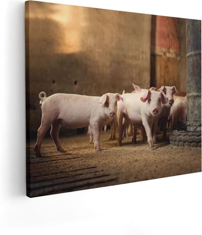 Artaza Canvas Schilderij Biggetjes - 50x40 cm - Wanddecoratie Dierenschilderij - Muurdecoratie Woonkamer - Kamer Accessoires