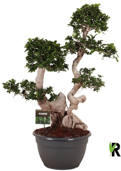 Ficus Microcarpa Dragon root branched 135 cm - Kamerplant - Potmaat Ø40 cm