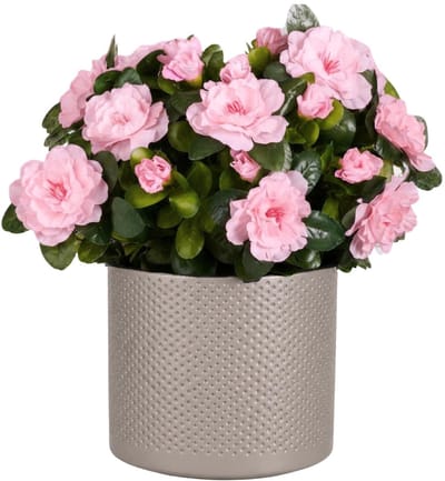 Mica Decorations Kunstplant - Azalea roze - H31 cm - in taupe bloempot - keramiek - complete set van pot en plant - decoratie stuk