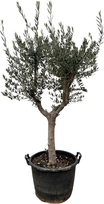 210 cm hoge olijfboom Cultivo met slanke stam, potmaat 45 cm majestueuze variateit van de olijfboom (Olea Europaea Cultivo )