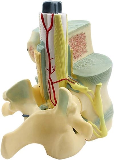 Ruggenmerg Model - Wervelkolom Anatomie - Onderwijs Demonstratie - Gedetailleerde Structuur - 30cm Hoog - Niet Van Toepassing
