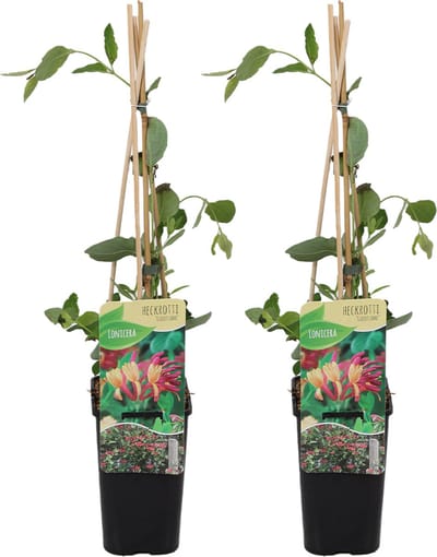 Bloomique - Set van 2 - Lonicera Heckrottii Goldflame - Kamperfoelie - Rood, Geel - Klimplanten - Tuinplanten - Winterhard - Hoogte 50-70 cm - Pot 15 cm