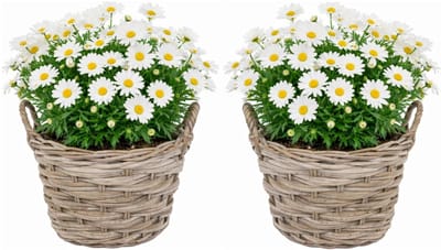Mega Collections plantenmand Heeg - 2x - rotan - D39 x H31 cm - lichtbruin/grijs - planten/bloempot