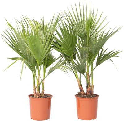 Plant in a Box - Washingtonia Robusta - Set van 2 - Mexicaanse Waaierpalm - Pot 21cm - Hoogte 70-90cm