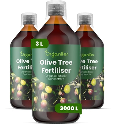 Vloeibare Meststof Voor Olijfboom 3X1 L Voor 3000 L - Npk 2-1-8 - Versterkt De Wortelontwikkeling In Potten En Tuinaarde - Verbetert De Bloei - Vruchtzetting En Olijfkwaliteit - Versterkt Het Groenblijvende Blad En De Takstructuur - Organifer