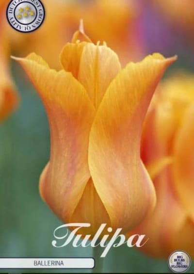 Ballerina Lilyflowering Tulpenbollen 10 stuks bolmaat 12+