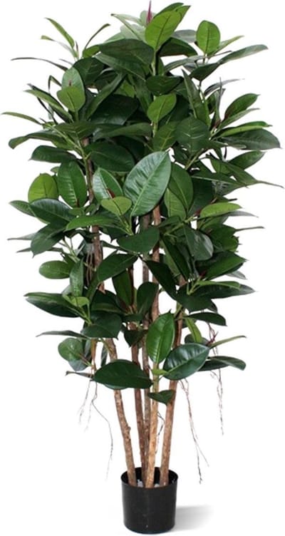 Philodendron Kolom 155cm