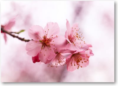 Roze Bloesem - 70x50 Canvas Liggend - Minimalist - Natuur - Bloemen