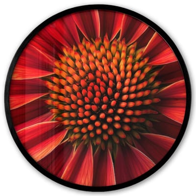 Poster in lijst Rond - Fotolijst 40x40 cm - Posters - Close up - Bloem- Rood - Ronde posterlijst zwart - Decoratie - Wanddecoratie woonkamer - Muurdecoratie slaapkamer