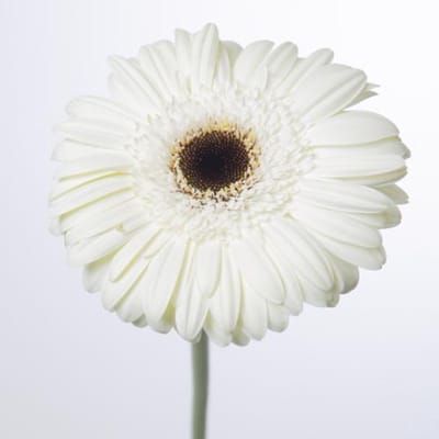 45x Gerbera white house 70cm
