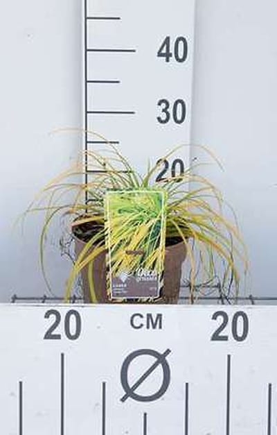 Zegge - Carex osh. 'Everillo®' | 3 liter pot