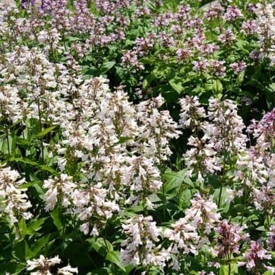 Penstemon (Penstemon Digitalis) - digitalis Husker Red - Slangekop, Schildpadbloem - Vaste planten - Bijen-Vlinders - Snijbloemen - Voorjaarsbollen