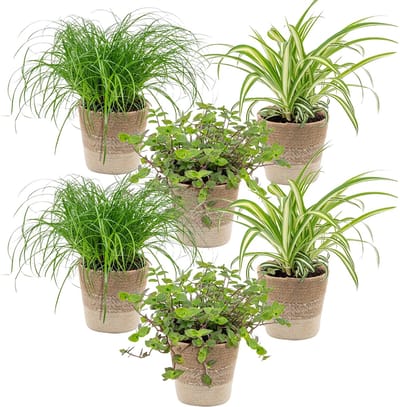 Bloomique - Set van 6 - Huisdiervriendelijke planten - Chlorophytum, Cyperus, Callisia - Kamerplanten - Hoogte 20-30 cm - in Jute Mand 12 cm