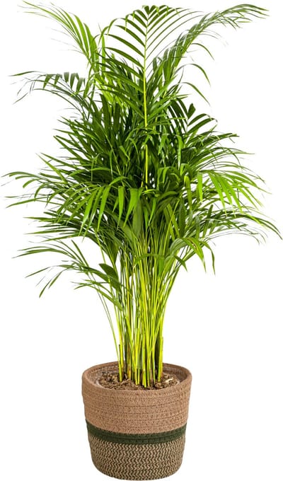Plantenboetiek.nl | Dypsis Areca Lutescens met mand - Ø21cm - 100-120cm hoog - Kamerplant - Groenblijvend