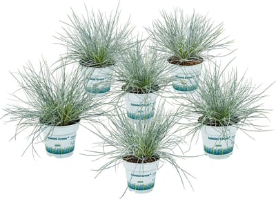 Bloomique - Set van 6 - Festuca Glauca Compacta Blue - Blauw Zwenkgras - Schapengras - Siergras - Tuinplanten - Winterhard - Hoogte 20-30 cm - Pot 10,5 cm