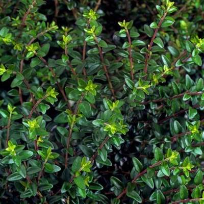 Plants Online BV - Planten - Tuinplanten - Heesters - Set van 1 - Chinese kamperfoelie