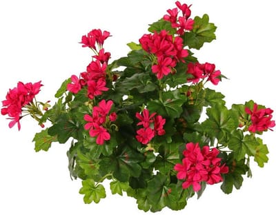 Topart Kunstbloemen boeket Oostenrijkse Geranium fuchsia roze 40 cm - Kunstplanten met bloemen