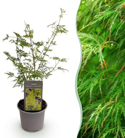Plantenboetiek.nl | Acer palmatum Emerald Lace - Groen - Bladverliezend - Weinig Onderhoud - Ø12cm - 25-35cm hoog - Tuinplant