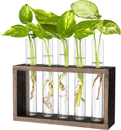 Cuhostki 1 Stuk Stekstation Met 5 Reageerbuisjes - Transparante Hydroponie Planten Kweker - Houten Frame Met Reinigingsborstel Voor Stekjes En Bloemen - Kantoor En Huis Decoratie