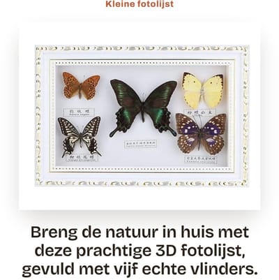 Dailygoods - Kleine fotolijst - 3D fotolijst - Echte vlinders - 19,5 x 29,5 cm - Insectenproef - Uniek cadeau - Voor vrienden en collega's