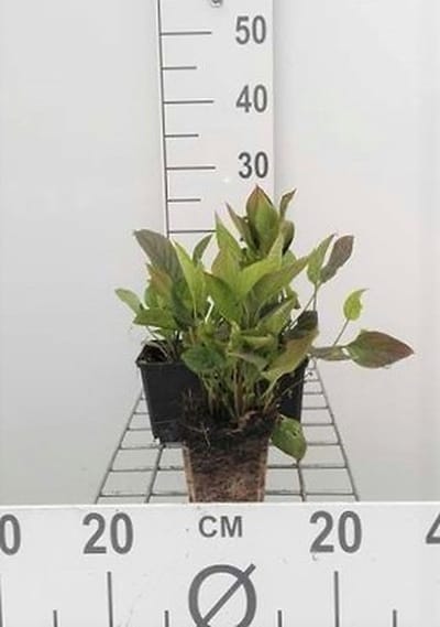 6x Amerikaans vergeet mij nietje - Omphalodes verna | 9x9 cm pot