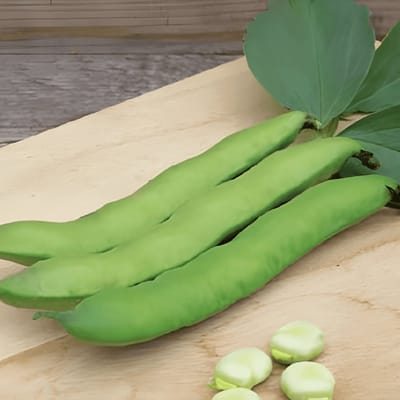 2 sets - Tuinbonen Zaden Witkiem Vicia Faba Eenjarig
