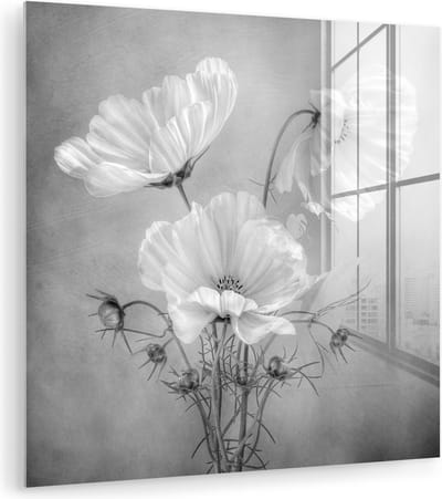 MuchoWow® Glasschilderij 50x50 cm - Schilderij acrylglas - Stilleven - Bloemen - Zwart wit - Klaproos - Botanisch - Foto op glas - Muurdecoratie woonkamer - Wanddecoratie slaapkamer - Schilderijen