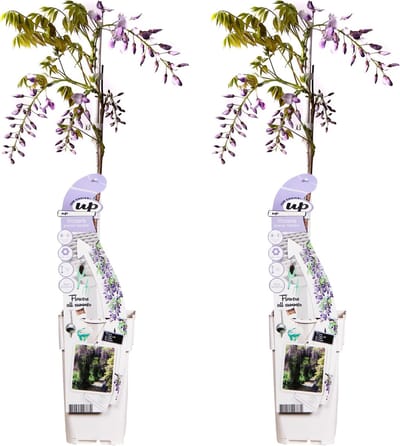 2x Blauwe / Lila Regen, Kleur Lila, Klimplant, Wisteria sinensis 'Caroline' - ↨65cm - Ø15