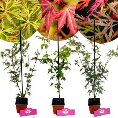 Set van 3 Japanse esdoorn - Acer palmatum 'Emerald Lace', 'Seiryu', 'Atropurpureum' - 9cm pot